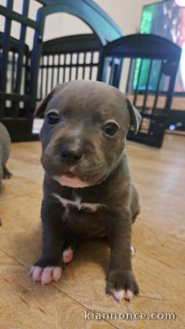 Bébé staffie disponible pour adoption 