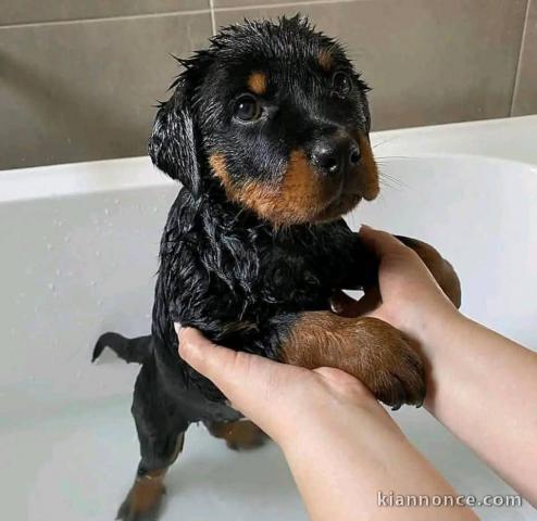 chiots rottweiler à donner 