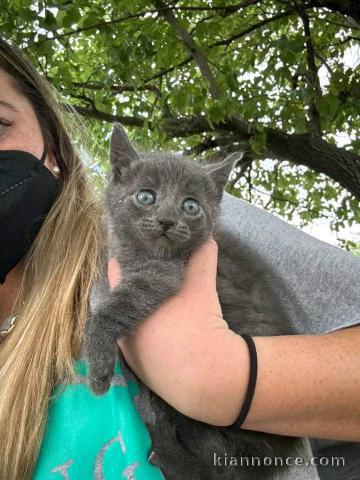 Bébé chaton chatreux a donner 
