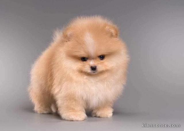 Bébé chiot spitz nain disponible 