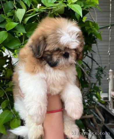 Bébé chiot Shih Tzu à donner 