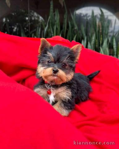 chiots Yorkshire femelle a donner 