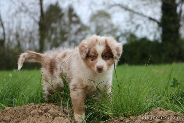 chiots berger australien mâle a donner 