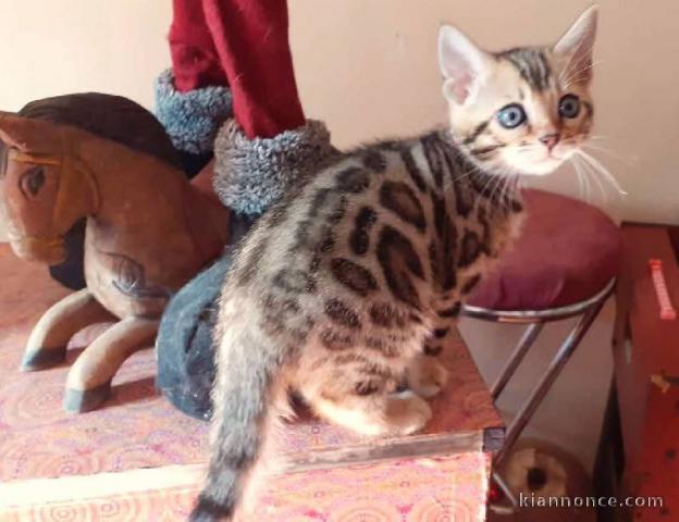 Bébé chaton bengal a donner 