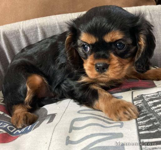 chiots cavalier king charle femelle a donner 