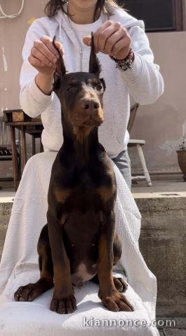 Chiot Doberman mâle à vendre