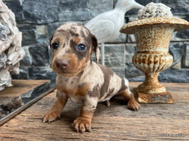 Je donne chiot Teckel nain 