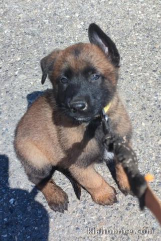 Chiot belge belge à donner 