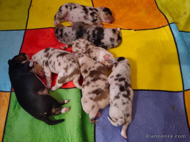 chiot berger australien disponible pour adoption 