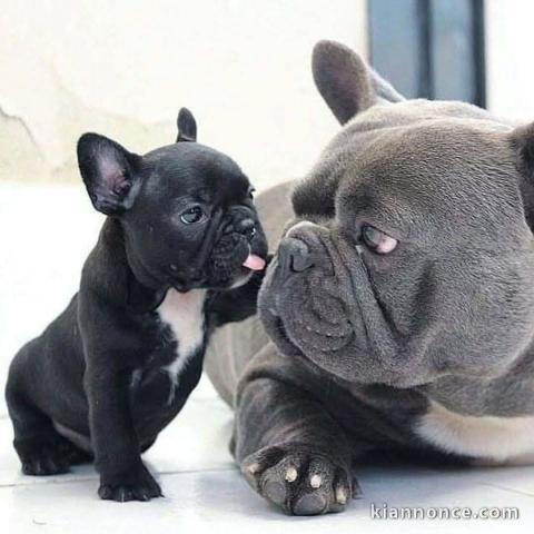 Bébé chiot bulldog français mâle à donner 