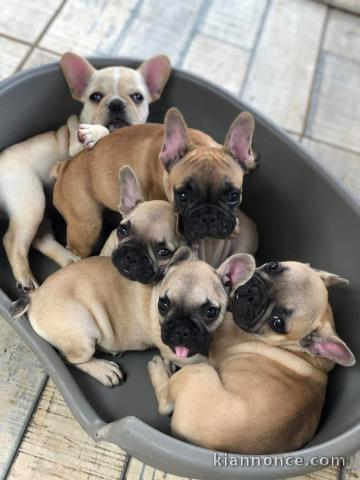 Adopter chiot bouledogue français 