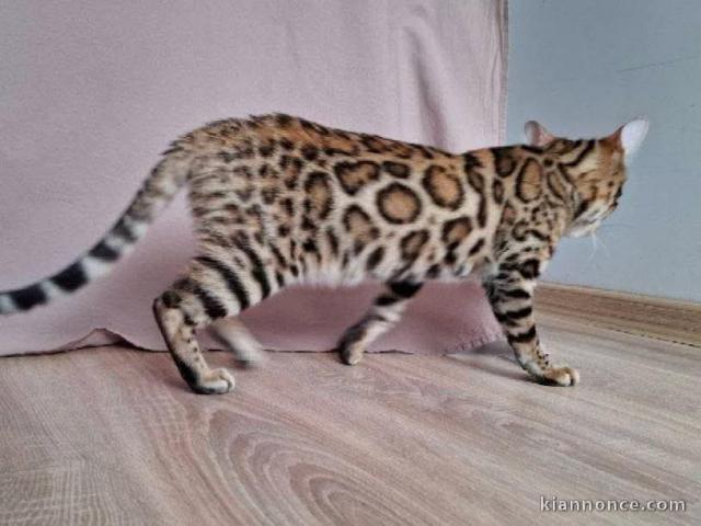 Chaton bengal a donner 