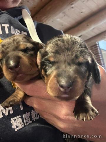 chien teckel a donné 