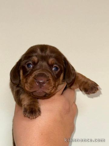 chiot teckel a donné 