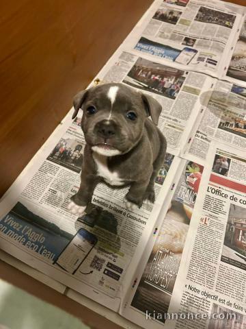 chiots staffie à adopter 