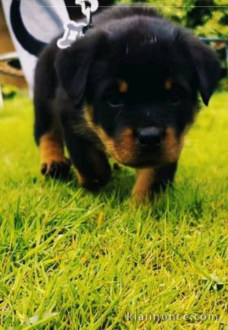 Je donne chiot rottweiler disponible 