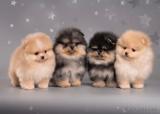 Adopter chiot spitz nain 