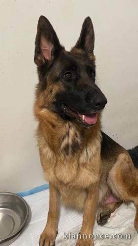 Adopter chiot berger allemand disponible 