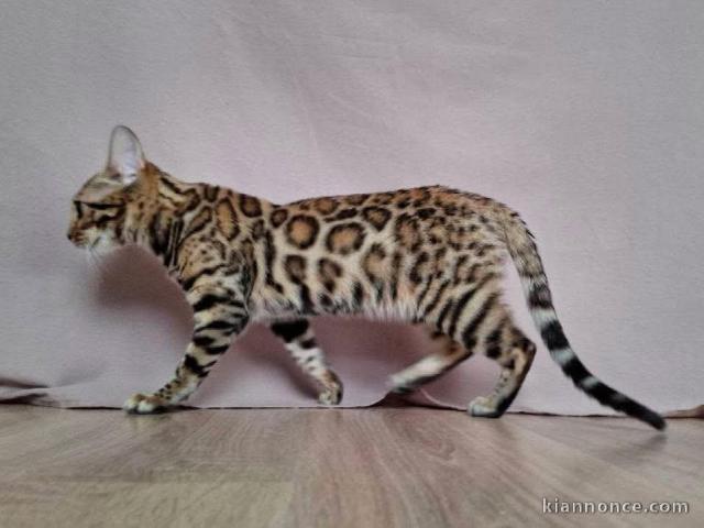 Bébé chaton Bengal disponible 