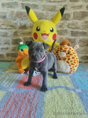 chiots staffie Bleu contre bon soin disponible 