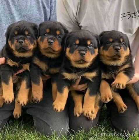 Adopter chiot rottweiler disponible 