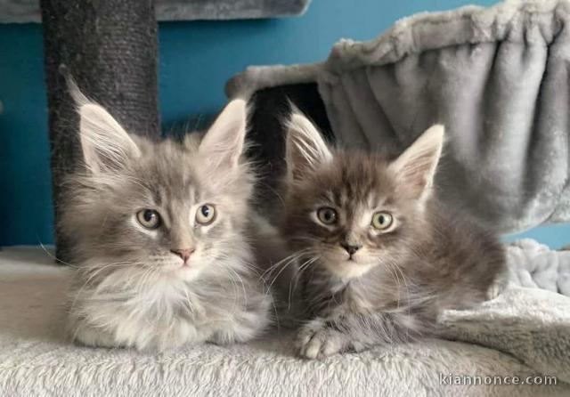 Bébé chaton Maine coon adorable 