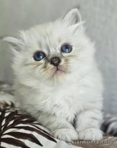 chaton sacré brimanie a donner mâle 