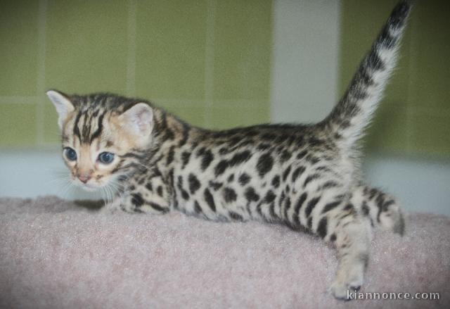chaton Bengal a donner contre bon soin femelle 
