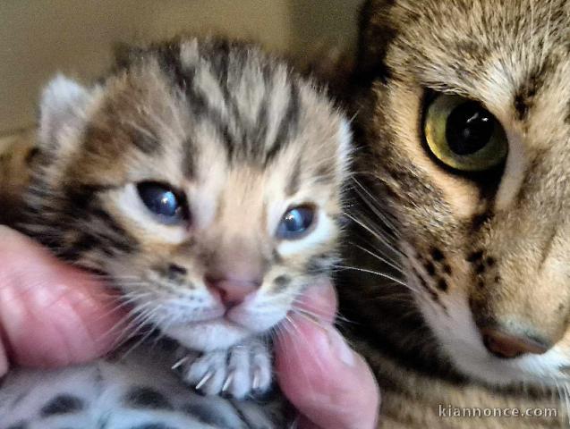 Bengal mâle adorable 