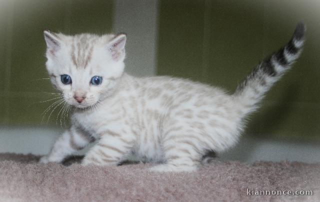 Chaton bengal femelle a donner 