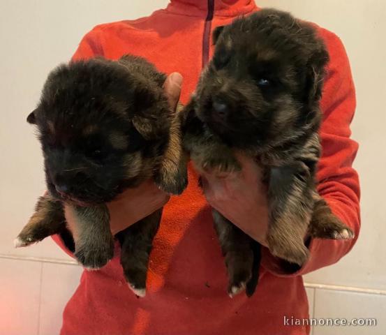 chiots berger allemand disponible pour adoption 