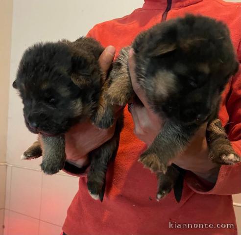 adopter chiot berger allemand disponible 