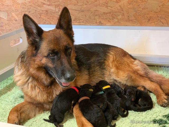 bébé chiot berger allemand disponible 