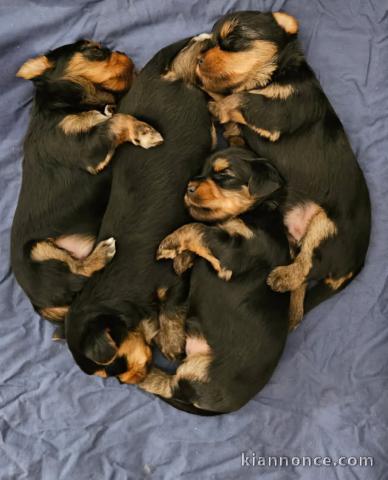 chiot Yorkshire terrier mâle et femelle a donner 