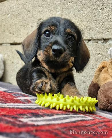 bébé chiot Teckel nain à adopter 