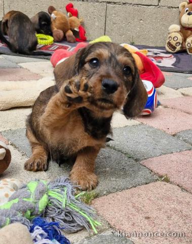 bébé chiot Teckel a donner 