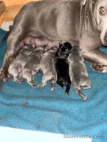 chiots staffie à adopter 