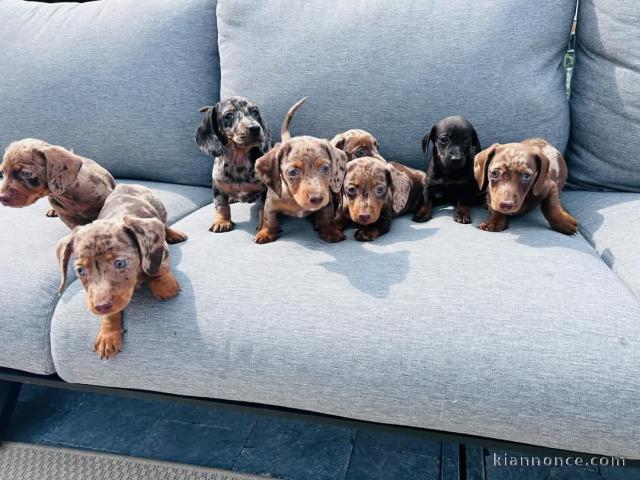 adoption chiot teckels disponible 