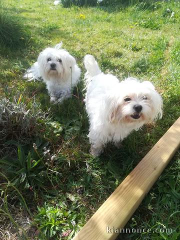 chiots bichon maltais mâle à donner 