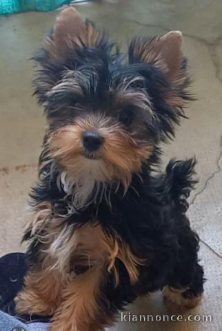 chiot Yorkshire femelle a donner 