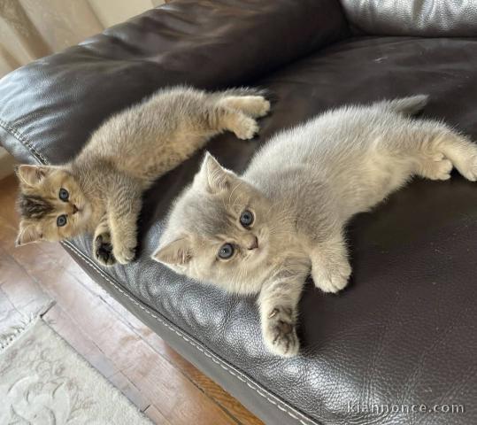 chaton  British shorthair a donné 