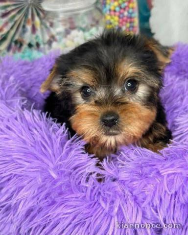 Disponible Yorkshire a donner 