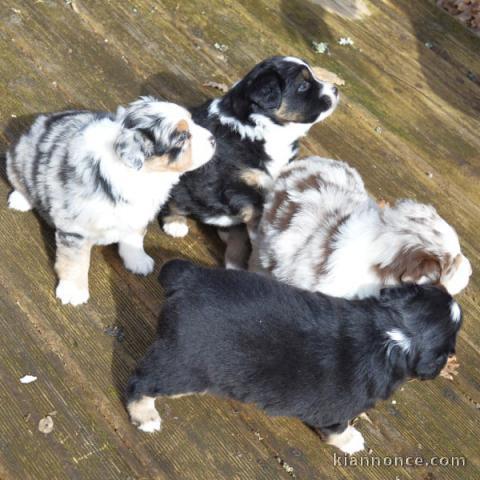 Bébé chiot berger australien disponible 