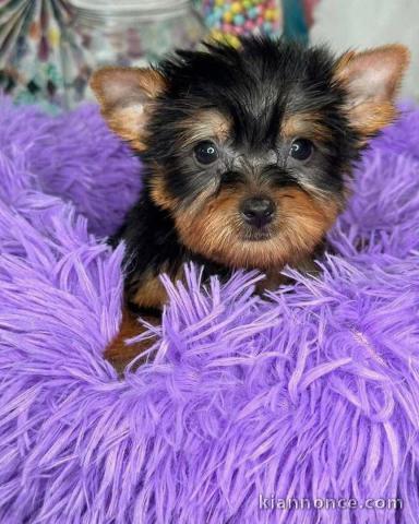 chiots Yorkshire femelle a donner 