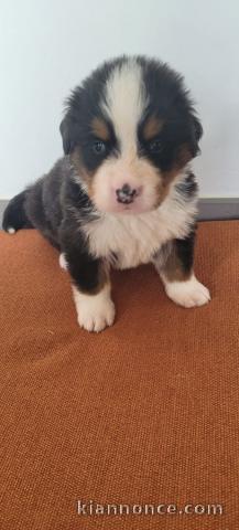 chiot bouvier bernois à donner 