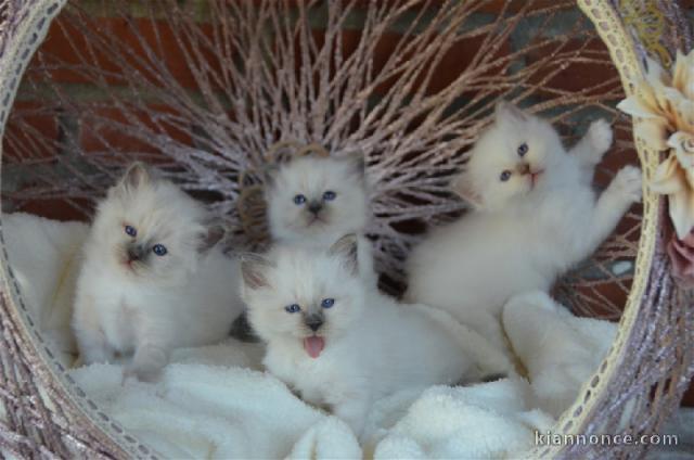 Adopter chaton sacré brimanie a donner 