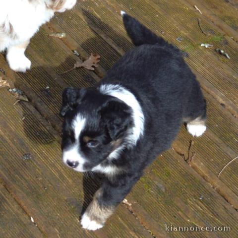 chiots berger australien lof mâle a donner 
