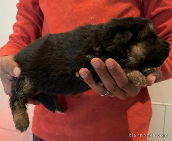 chiot berger allemand disponible pour adoption 
