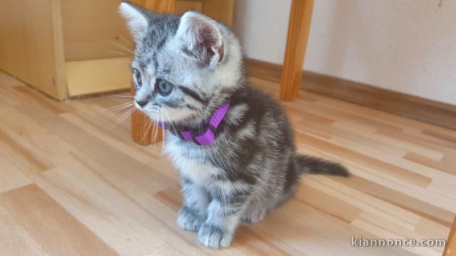 Chatons gris à donner 