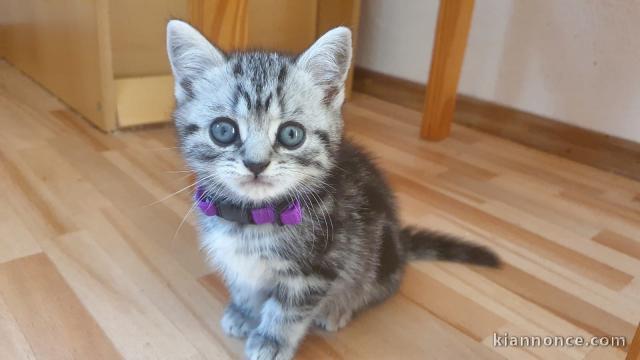 Chatons gris à donner 